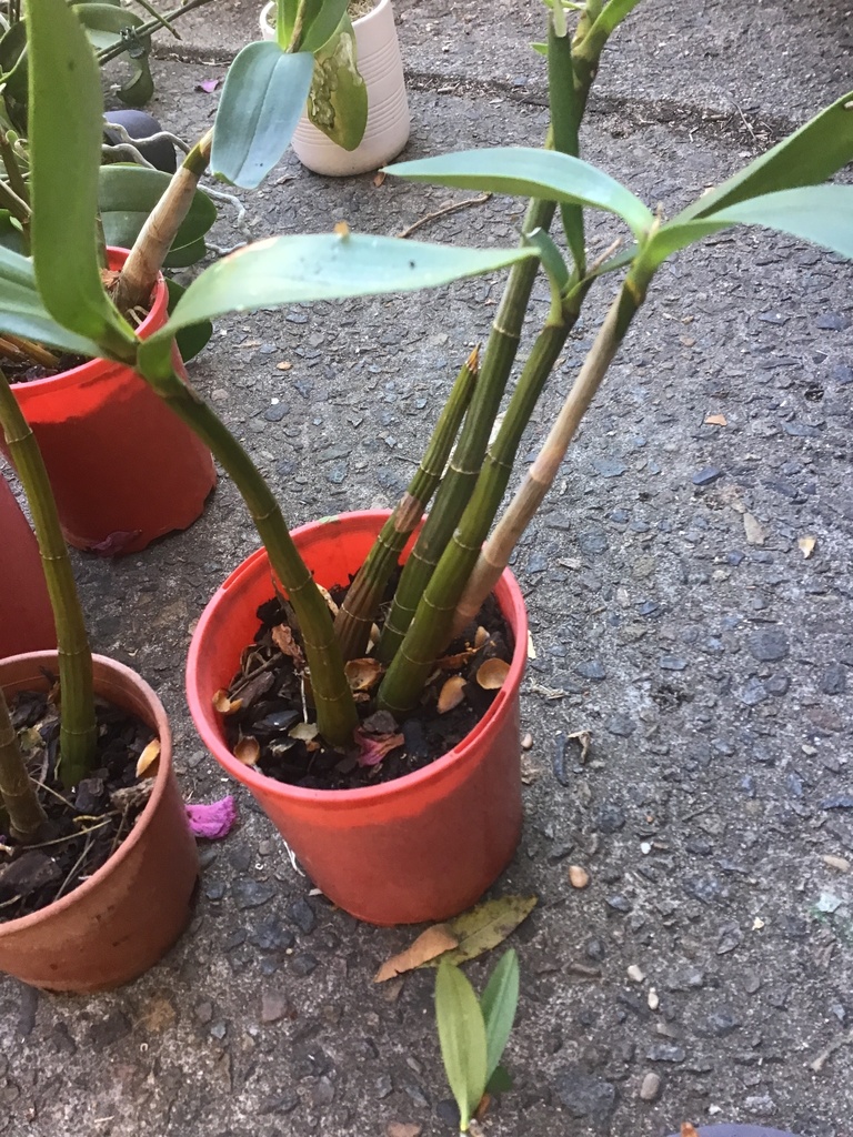 Something from Tallwood Dr, North Rocks, NSW, AU on July 12, 2023 at 01