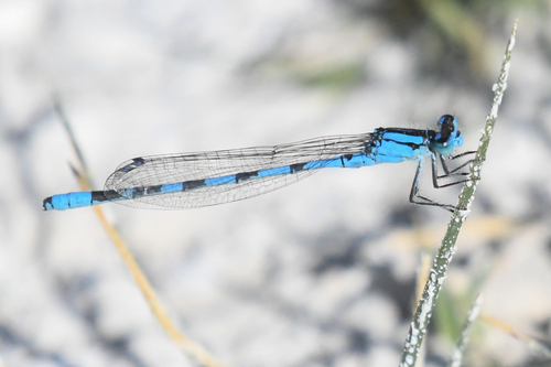 Alkali Bluet photo 5