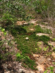Selaginella convoluta