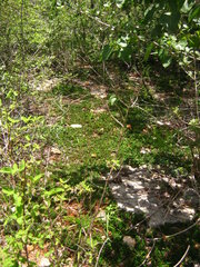 Selaginella convoluta