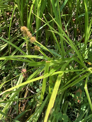 Rhynchospora malasica iNat (3)