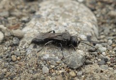 Tachysphex nigerrimus