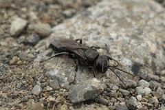 Tachysphex nigerrimus