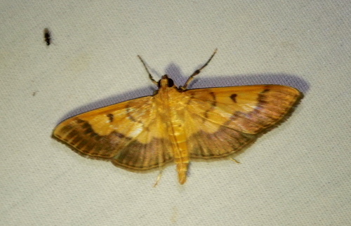 Syllepte strigicincta