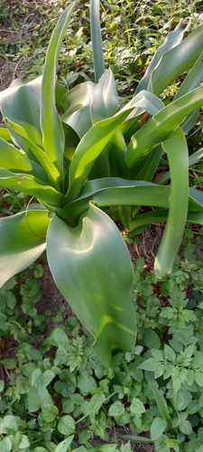Image of Crinum macowanii by (c) Rosemary Harrison, some rights reserved (CC BY-SA)