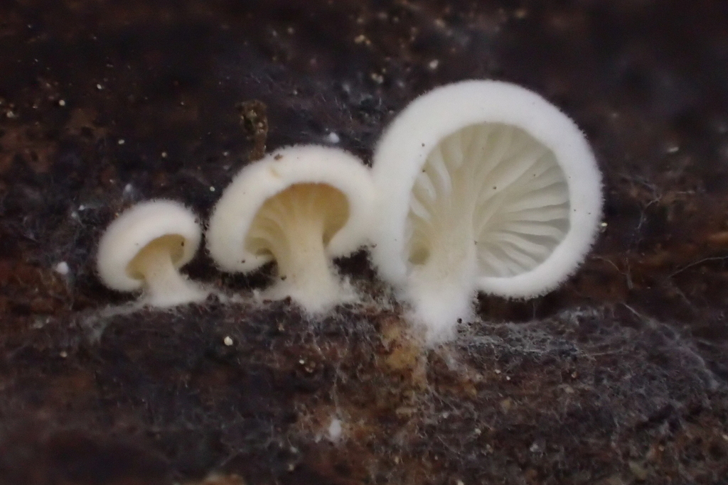 Clitopilus baronii