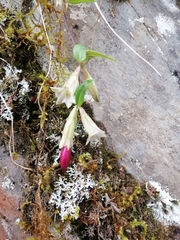 Tripterospermum lanceolatum