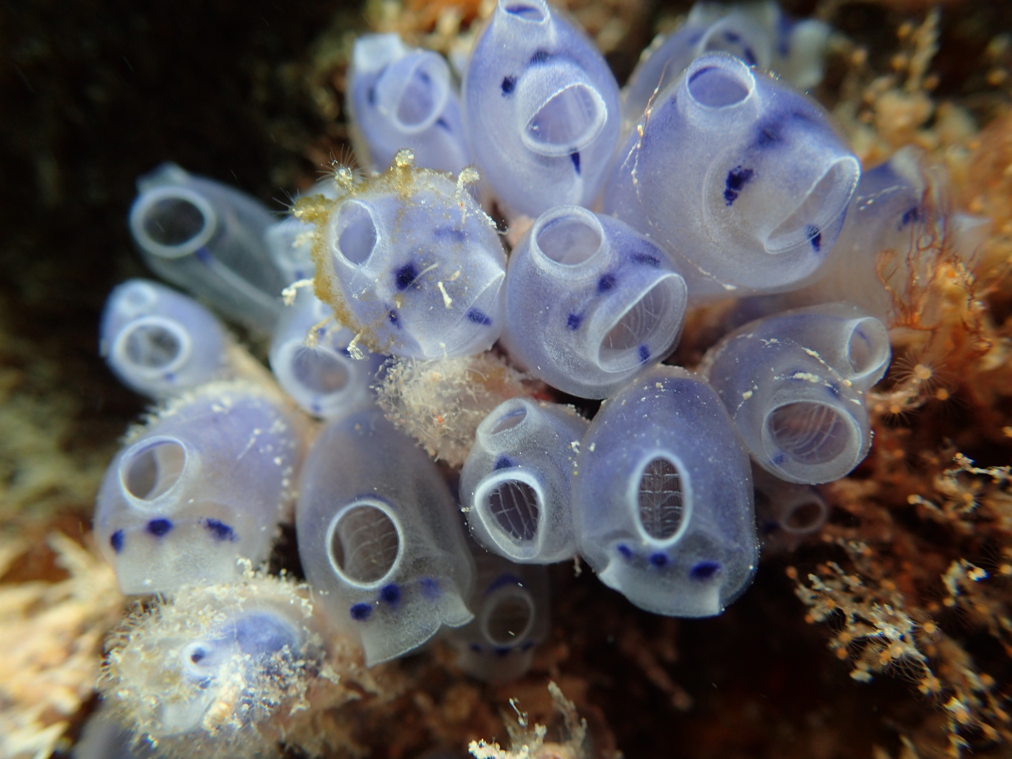 Bluebell Tunicate (Clavelina moluccensis) · iNaturalist