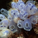 Bluebell Tunicate - Photo (c) Ben Florance, some rights reserved (CC BY-NC), uploaded by Ben Florance