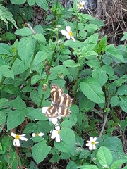 Symbrenthia lilaea formosanus