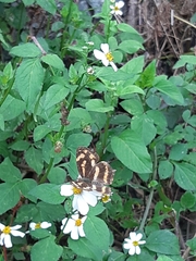 Symbrenthia lilaea formosanus