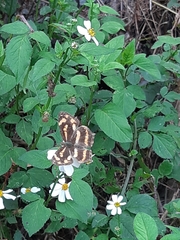 Symbrenthia lilaea formosanus