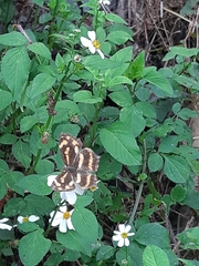Symbrenthia lilaea formosanus