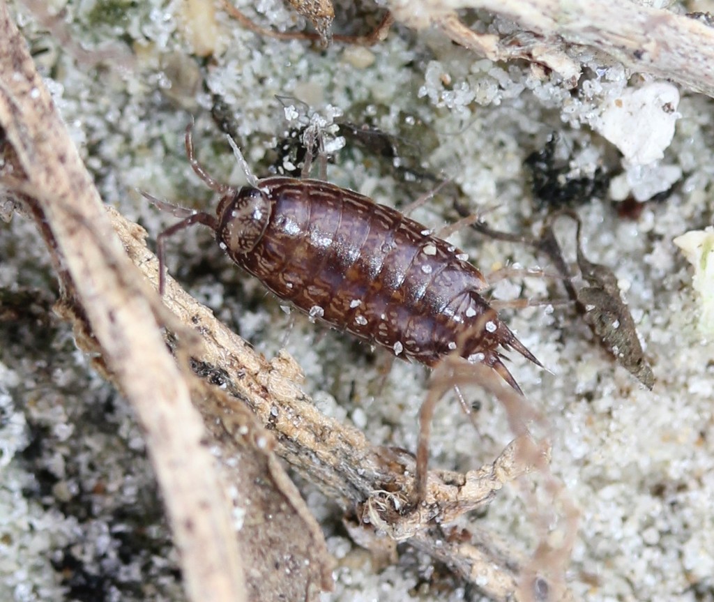 Florida Fast Woodlouse