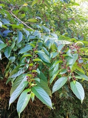 Rhamnus formosana