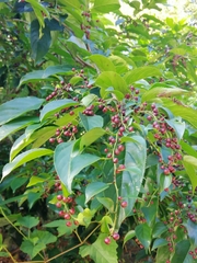 Rhamnus formosana