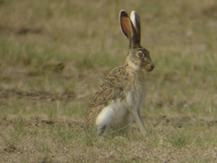 Lepus callotis