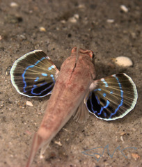 Blackspot Gurnard photo 5