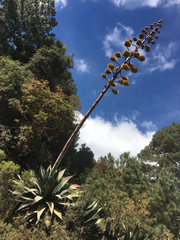 Agave atrovirens