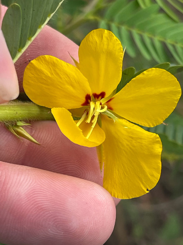 Chamaecrista chamaecristoides var. cruziana