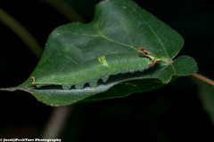 Polyura schreiber