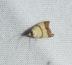 Heteroteucha translatella