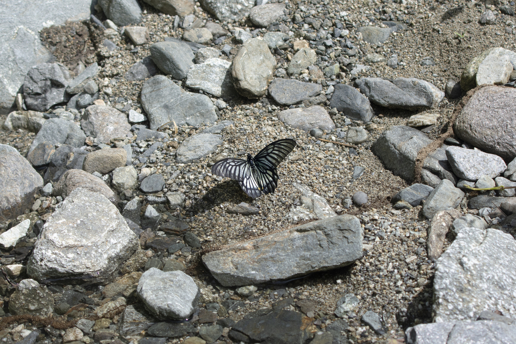 Papilio veiovis