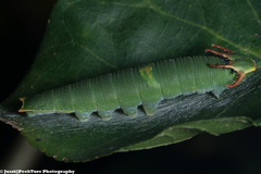 Polyura schreiber