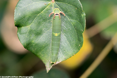 Polyura schreiber