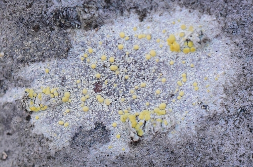 Fused Rim Lichen