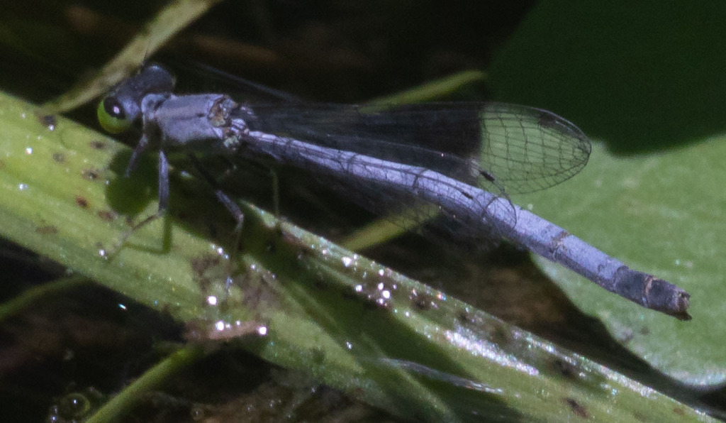 Western Forktail