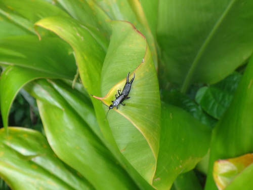 Black earwig photo 5