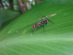 Taeniaptera angulata