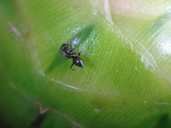 Nylanderia bourbonica