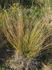 Carex flagellifera