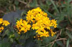 Packera sanguisorbae