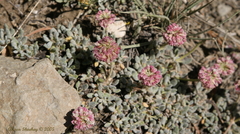 Eriogonum gracilipes