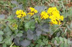 Packera sanguisorbae