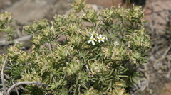 Leptosiphon nuttallii pubescens