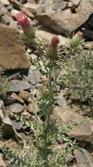 Cirsium arizonicum arizonicum
