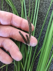 Carex flagellifera