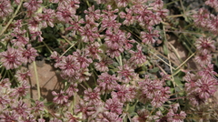 Eriogonum gracilipes
