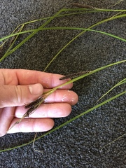 Carex flagellifera