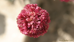 Eriogonum gracilipes