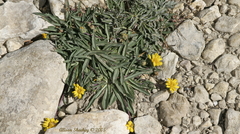 Pyrrocoma apargioides