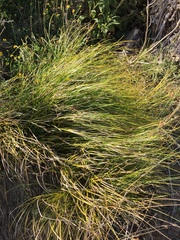 Carex flagellifera