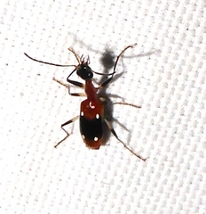 Ophionea indica