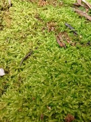 Claopodium whippleanum