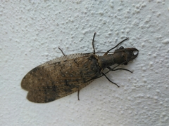 Corydalus bidenticulatus