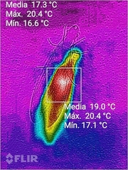 Corydalus bidenticulatus